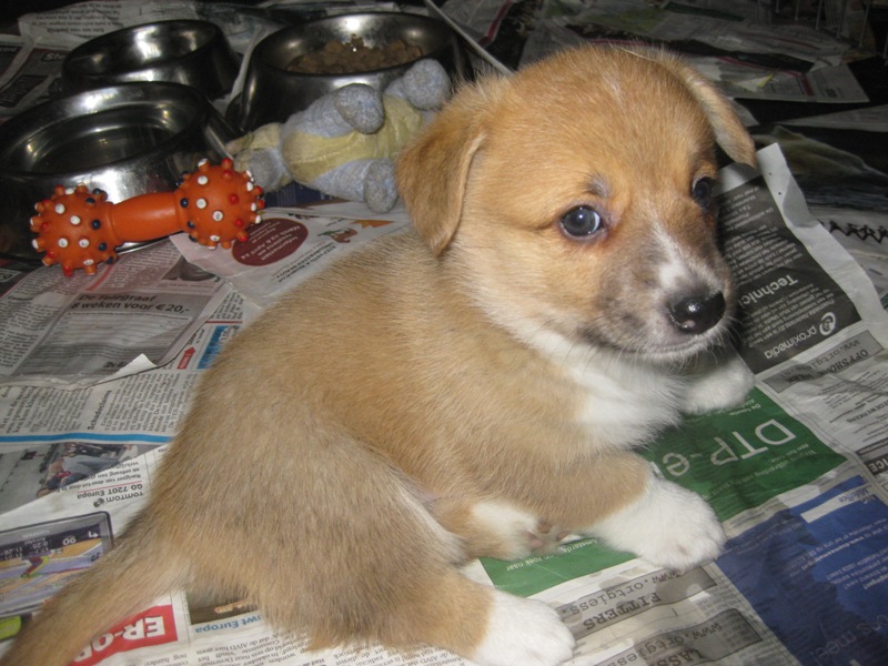 Puppies